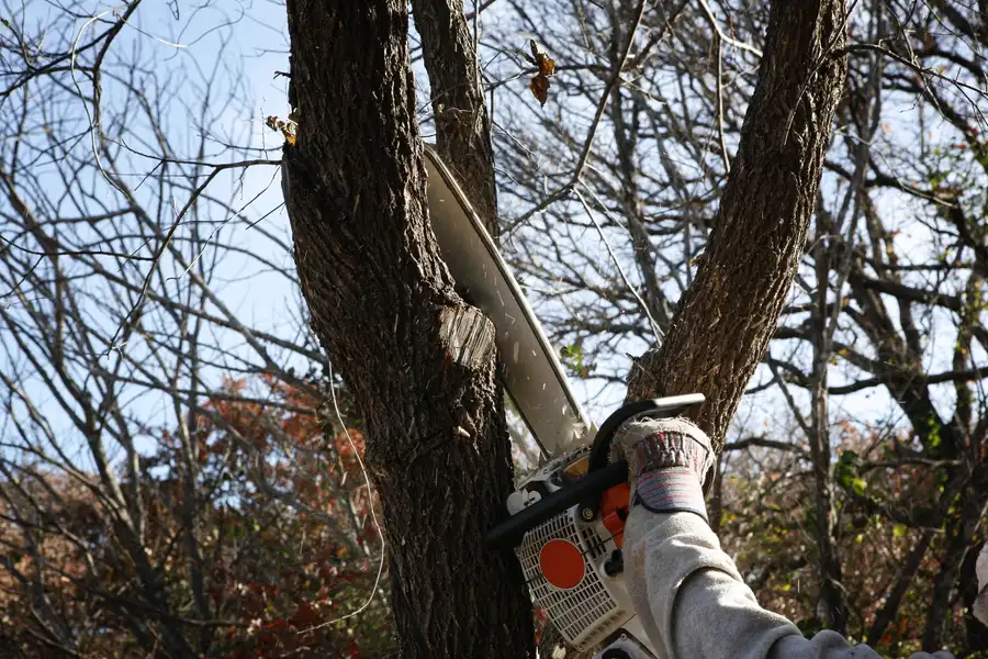 How Tree Removal Helps Maintain Landscape Aesthetics Plymouth, MA How Tree Removal Helps Maintain Landscape Aesthetics Plymouth, MA