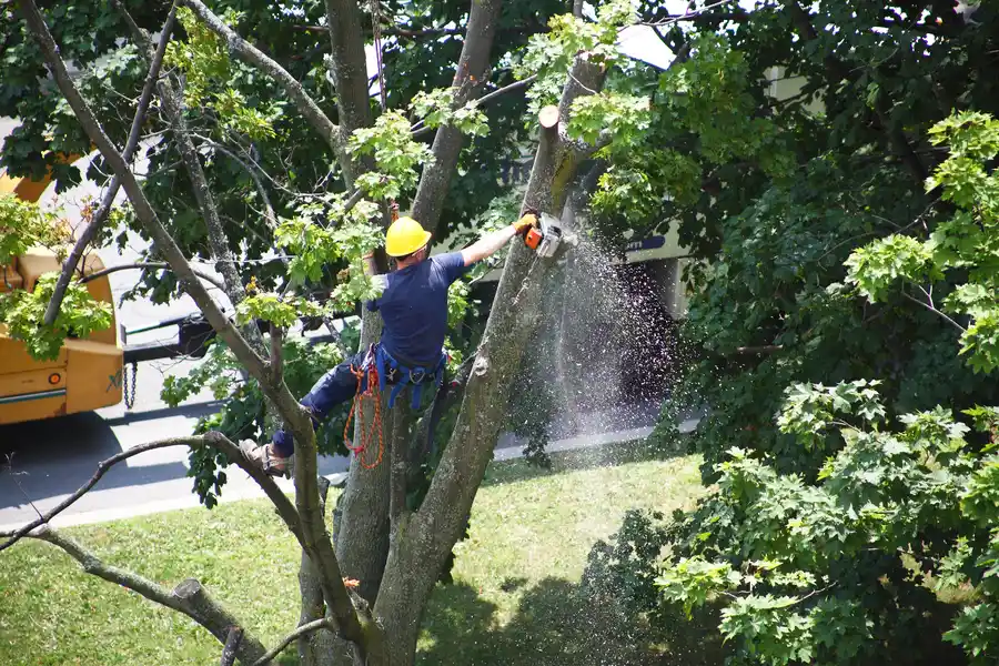 How Tree Removal Helps Maintain Landscape Aesthetics in Plymouth, MA How Tree Removal Helps Maintain Landscape Aesthetics in Plymouth, MA