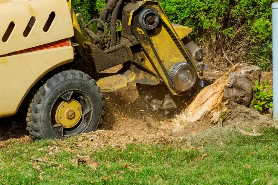 Understanding The Benefits Of Professional Stump Grinding Plymouth, MA Understanding The Benefits Of Professional Stump Grinding Plymouth, MA