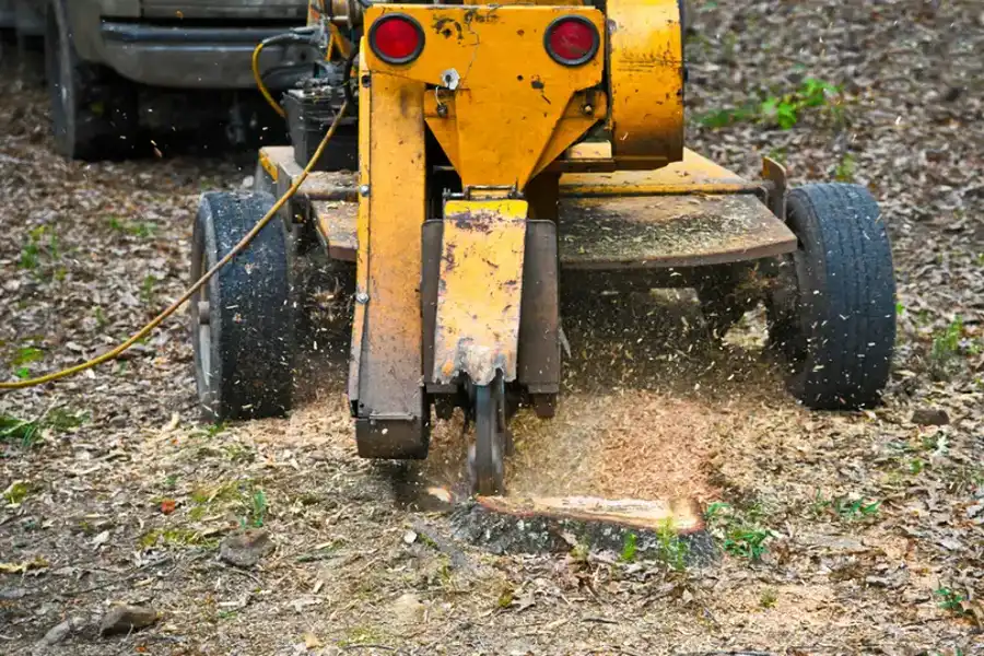 Understanding The Benefits Of Professional Stump Grinding in Plymouth, MA Understanding The Benefits Of Professional Stump Grinding in Plymouth, MA
